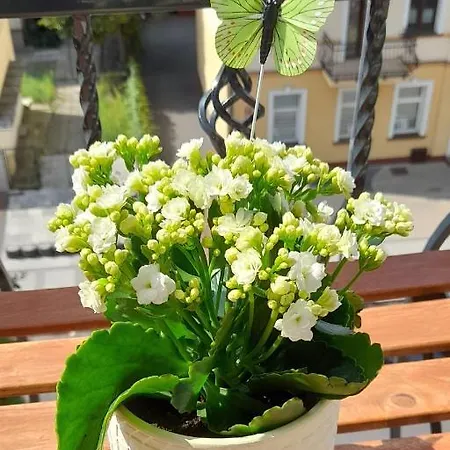 Apartament Black Sea 2 - Pokoje Apartment *
