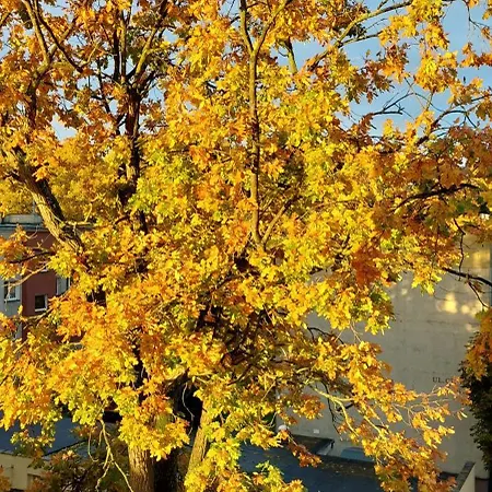 Apartament Black Sea 2 - Pokoje